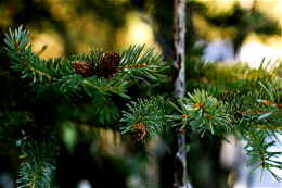 FirTreeBranch