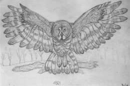 Grey Owl