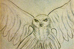 Snow Owl 2