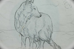 Wolf Drawing