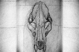 Wolf Skull