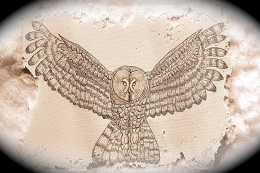 Gray Owl