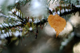 Winter Leaf